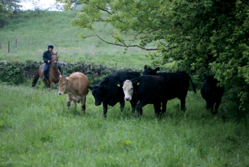 horses and cattle on the ely family farm